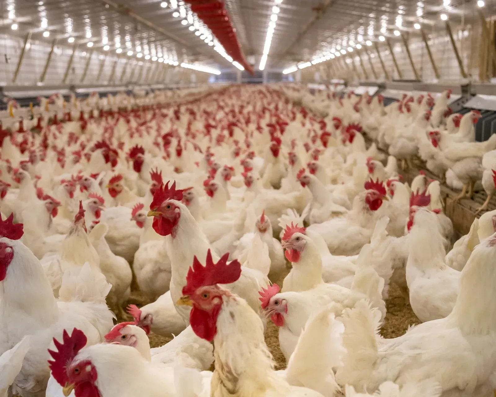 An industrial poultry house with broilers and feeding lines